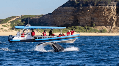 Тур по встрече с горбатыми китами